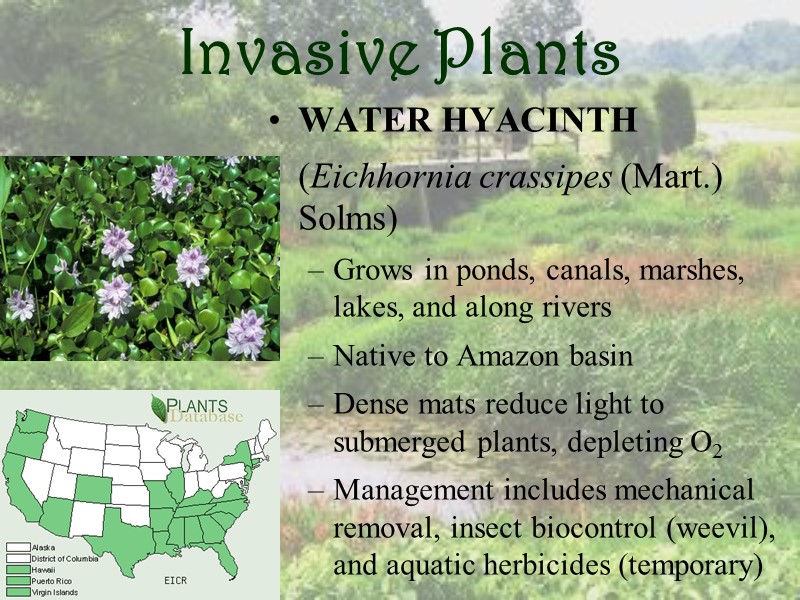 Invasive Plants WATER HYACINTH  (Eichhornia crassipes (Mart.) Solms) Grows in ponds, canals, marshes,